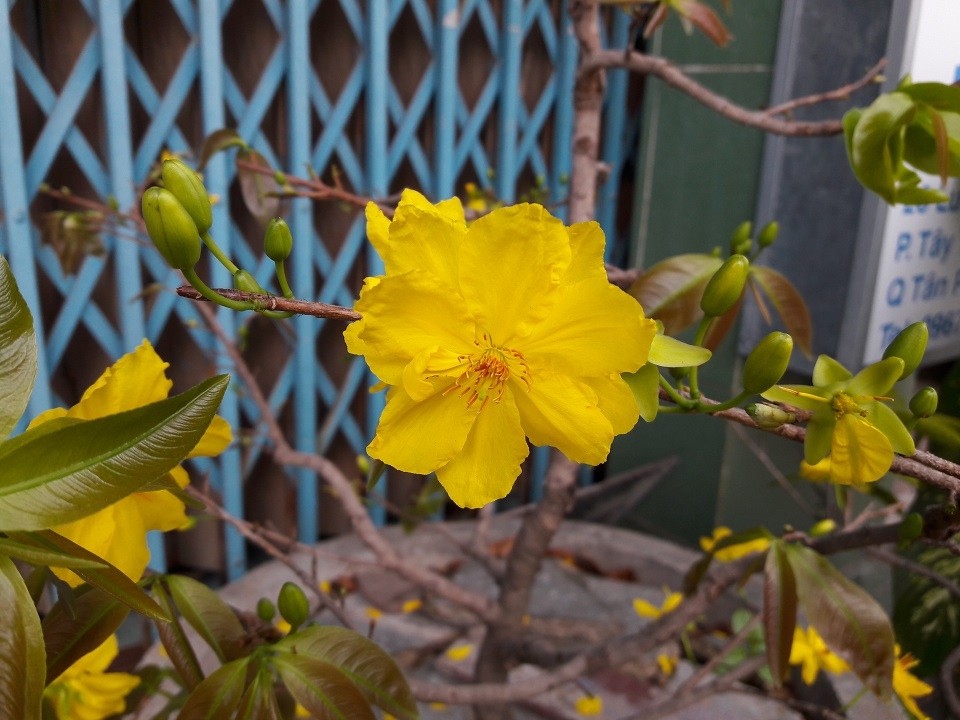 Đánh giá chi tiết Samsung Galaxy A5 (2016)