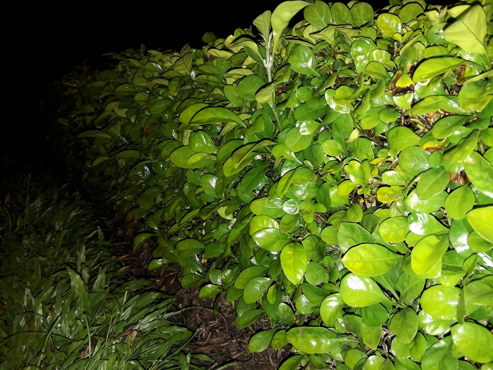 Đánh giá chi tiết Samsung Galaxy A5 (2016)