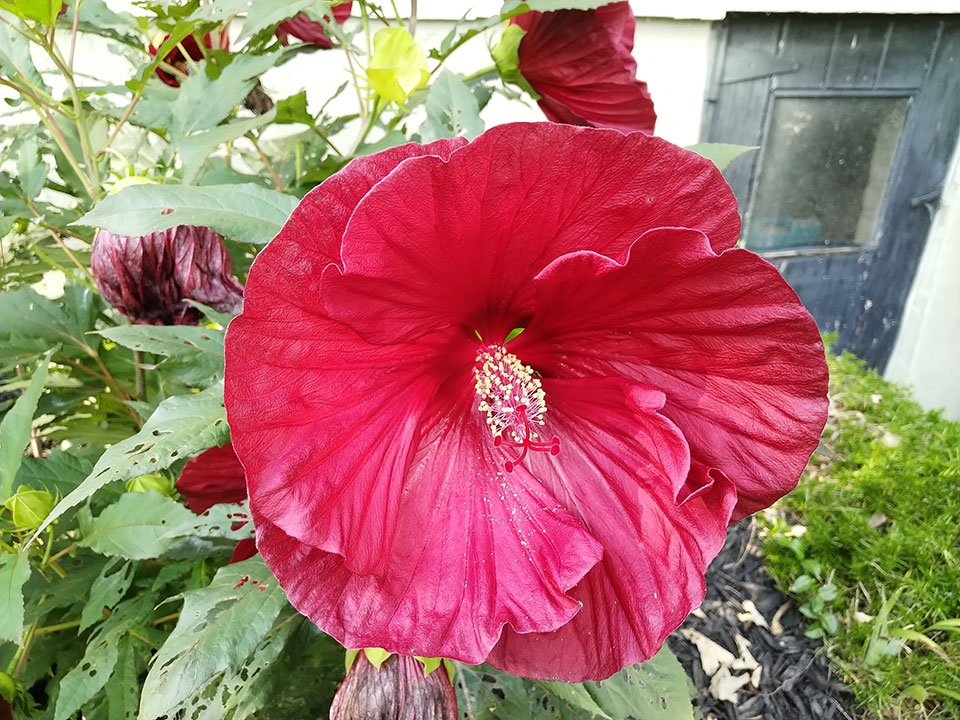 Đánh giá Essential Phone Đánh giá Essential Phone