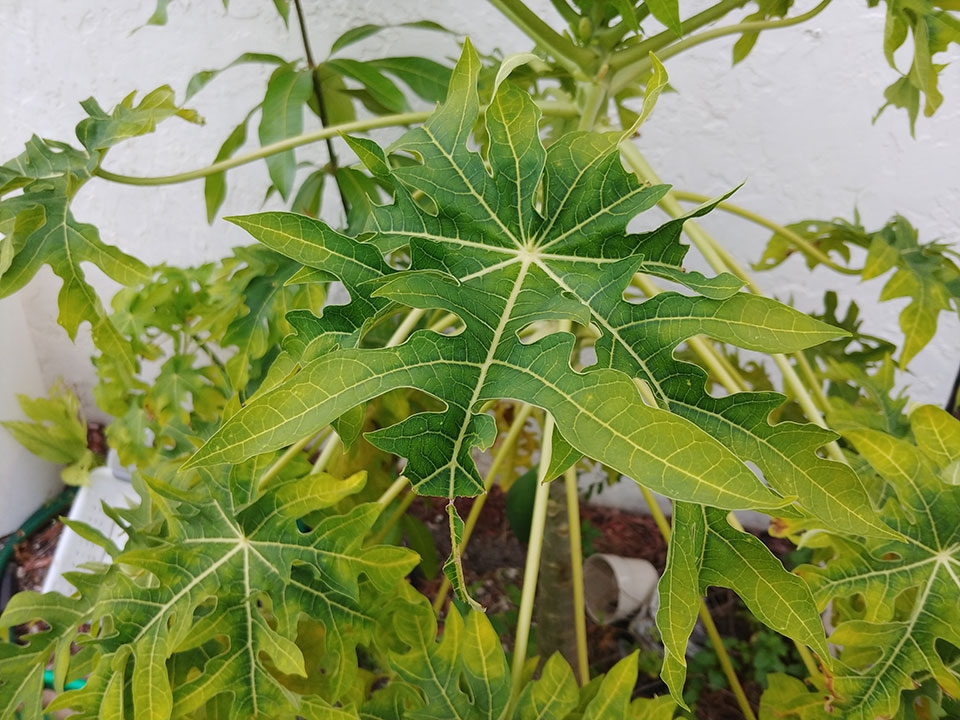 Trải nghiệm camera LG V30