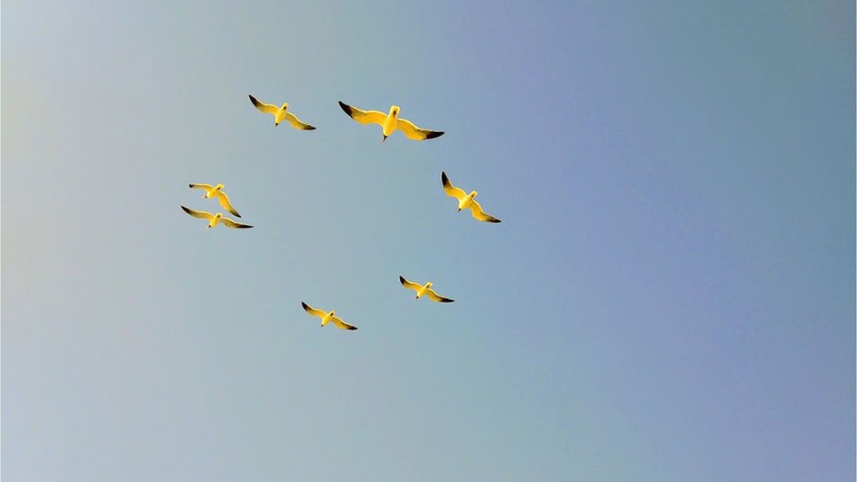 Camera Google Pixel 2