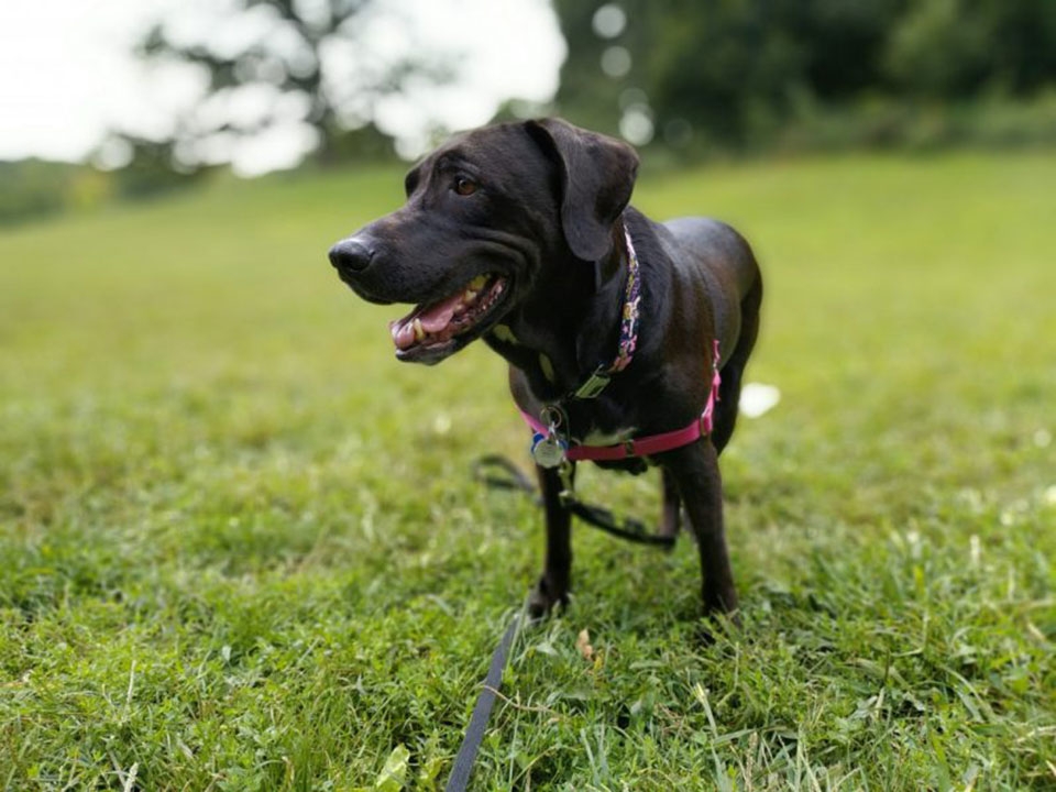 Đánh giá Meizu M6 Note