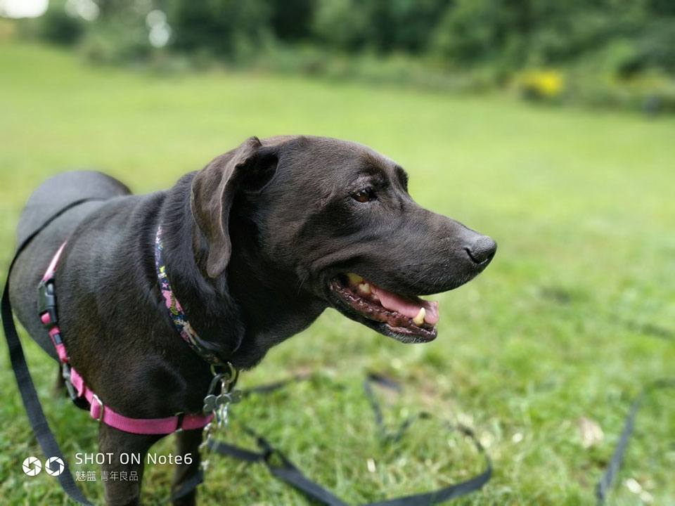 Đánh giá Meizu M6 Note