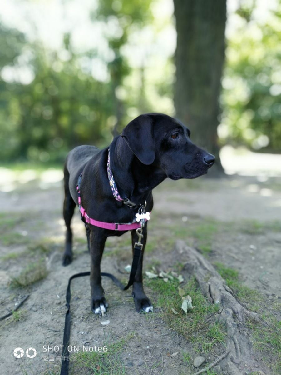 Đánh giá Meizu M6 Note