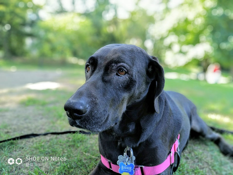 Đánh giá Meizu M6 Note