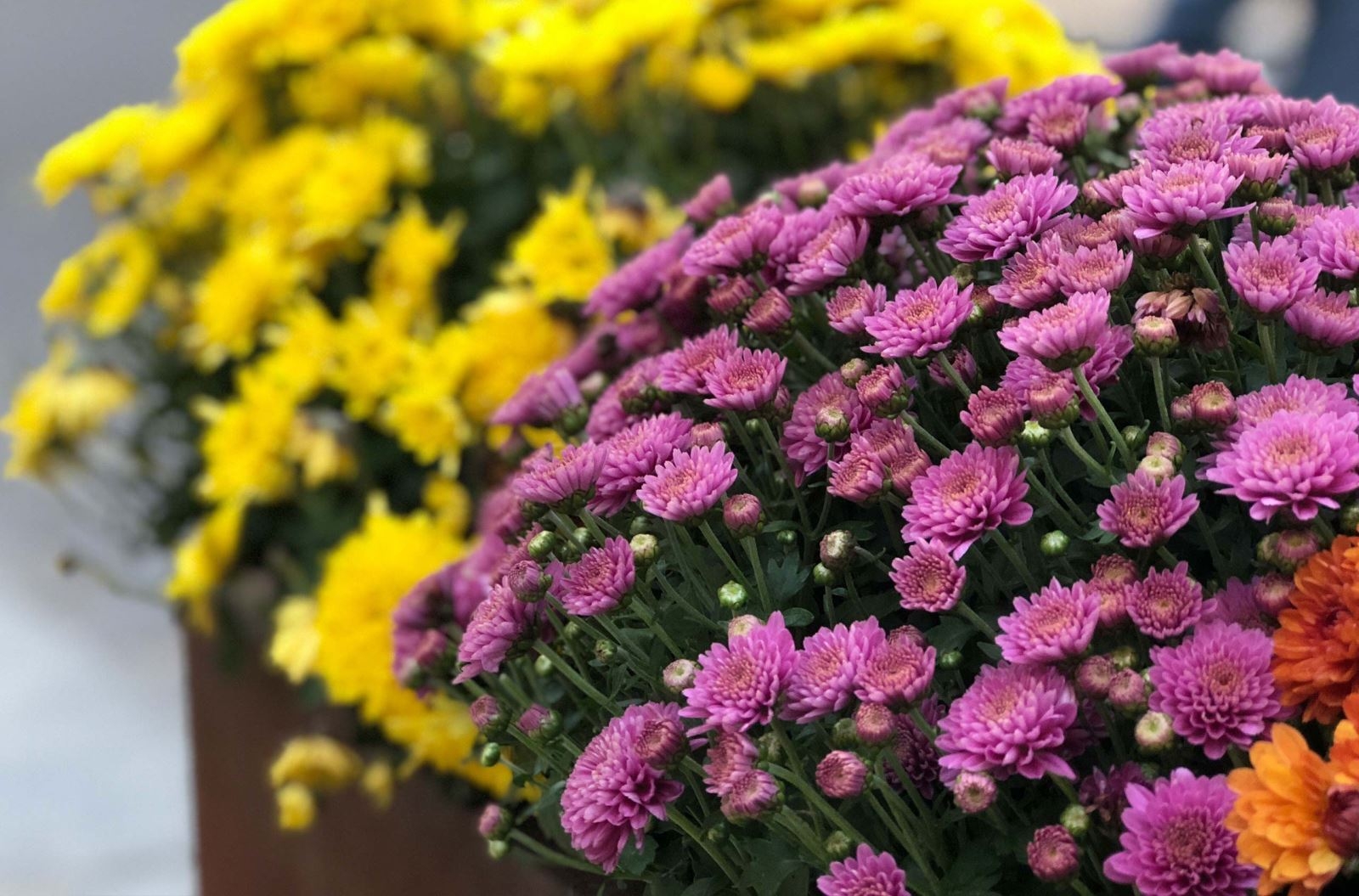 So sánh camera iPhone 8 Plus vs Pixel 2 XL
