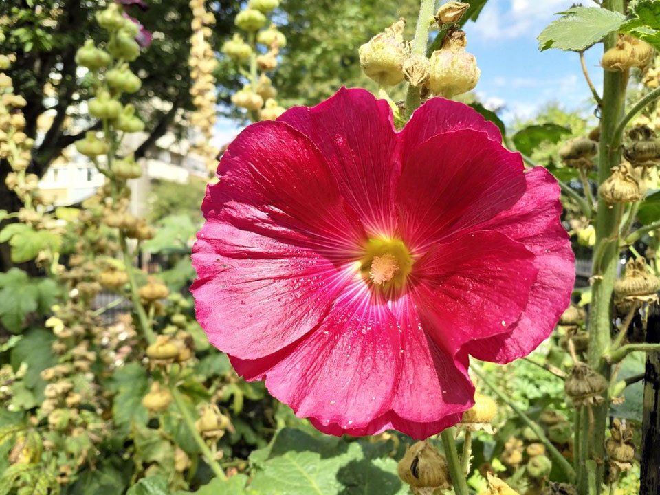 Trải nghiệm camera Nokia 8: Liệu có thực sự tốt?