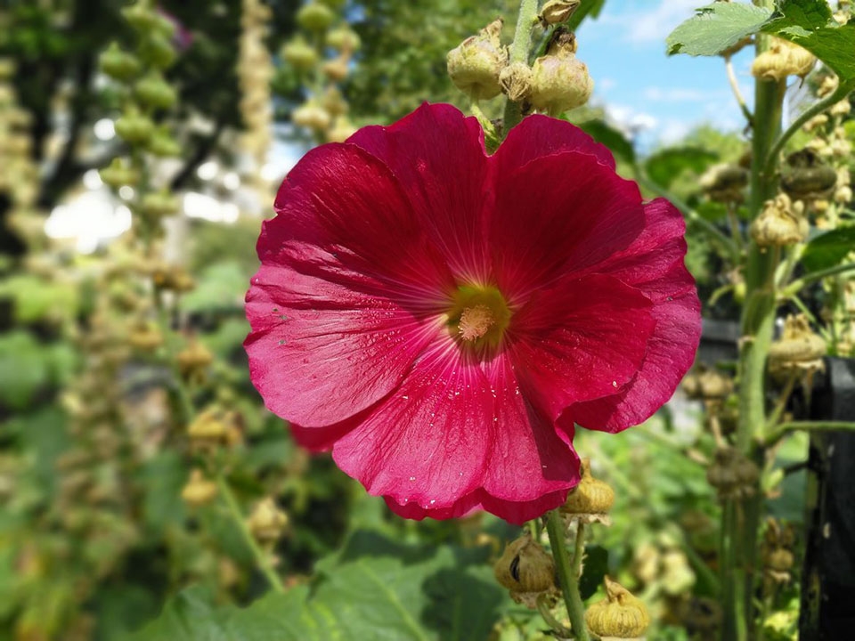 Trải nghiệm camera Nokia 8: Liệu có thực sự tốt?