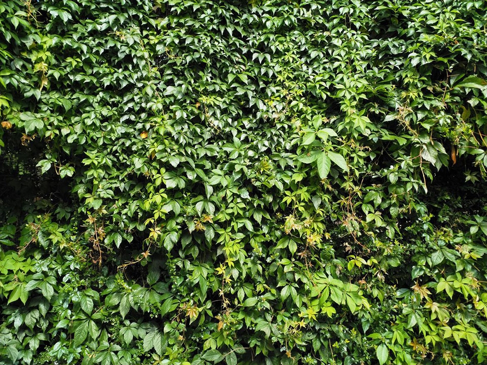 Trải nghiệm camera Nokia 8: Liệu có thực sự tốt?