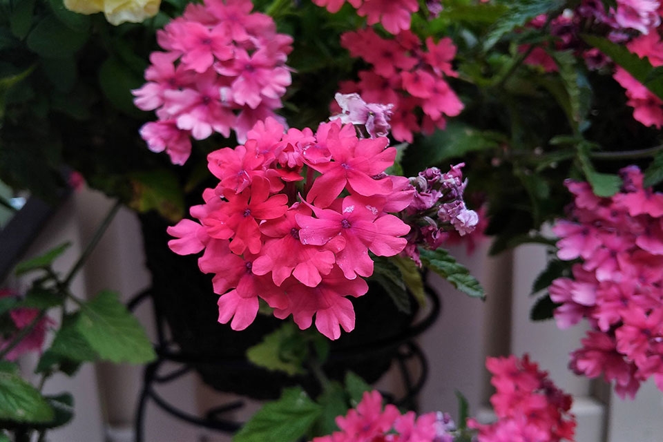 Asus Zenfone 3 Zoom Asus Zenfone 3 Zoom