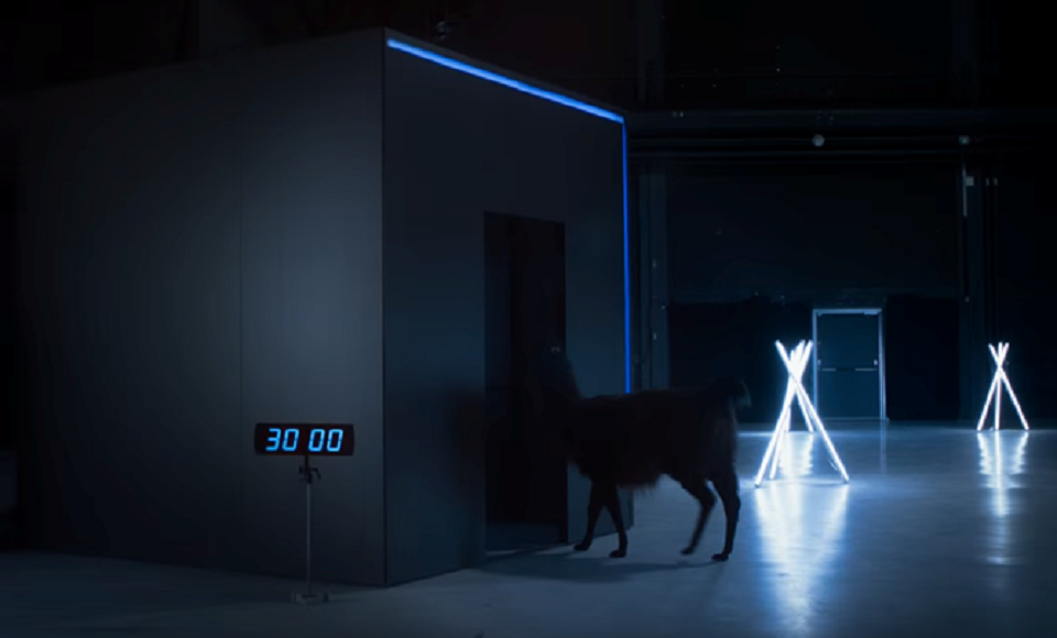 Lạc đà được chọn để mở hộp Galaxy S7 đầu tiên thế giới