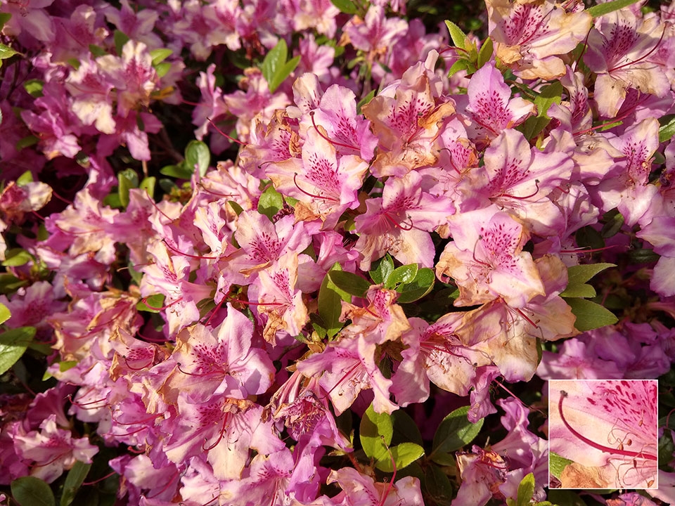 Đánh giá camera HTC U11