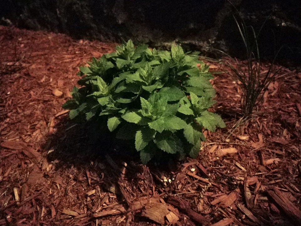 Đánh giá camera HTC U11