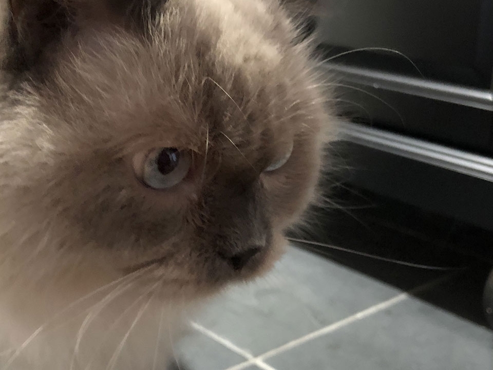 Trải nghiệm camera iPhone 8 & iPhone 8 Plus