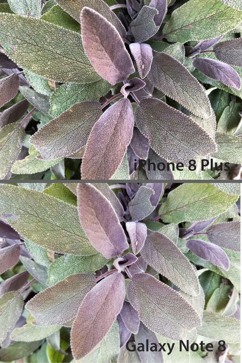 So sánh camera iPhone 8 Plus và Galaxy Note 8