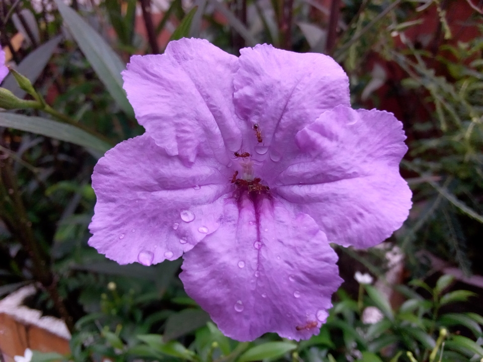 Đánh giá camera Itel S11 Plus 09