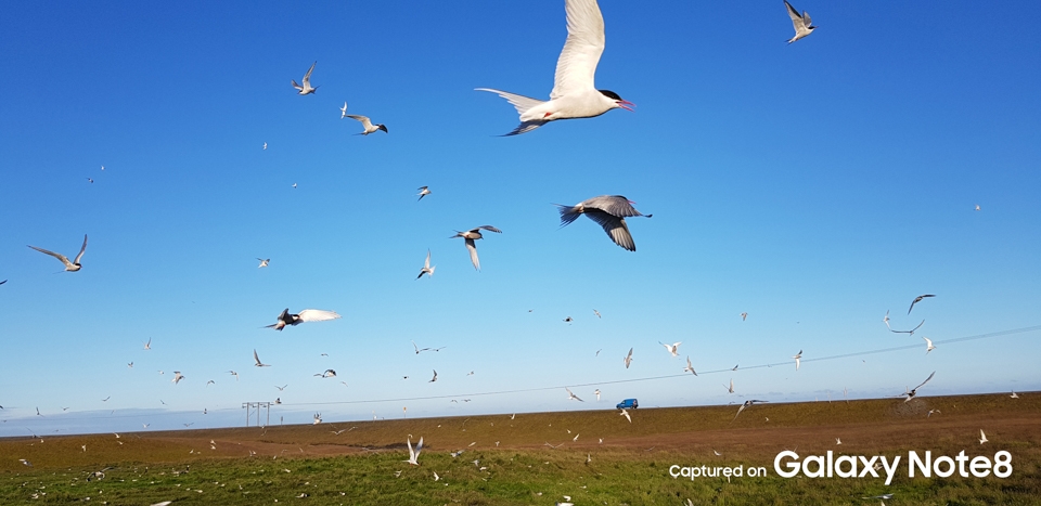 Trải nghiệm camera galaxy note 8 15 Trải nghiệm camera galaxy note 8 15