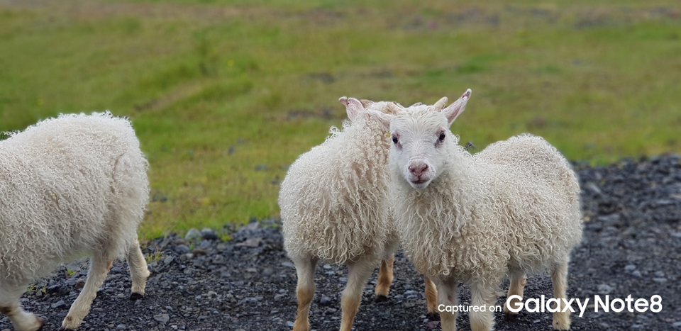 Trải nghiệm camera galaxy note 8 17 Trải nghiệm camera galaxy note 8 17