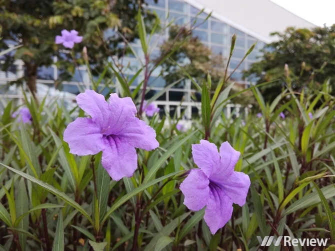 có nên mua Huawei GR5 mini