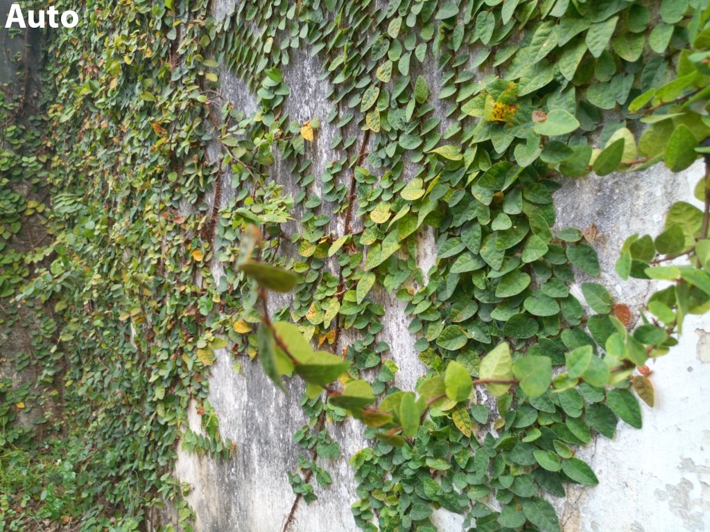 Chụp cận cảnh (Macro)