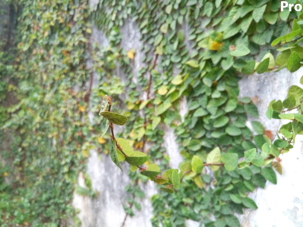 Chụp cận cảnh (Macro) 1