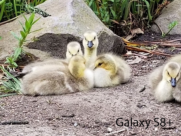 So sánh camera của Galaxy S8+ vs iPhone 7 Plus 5