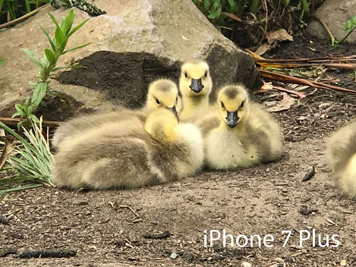 So sánh camera của Galaxy S8+ vs iPhone 7 Plus 6