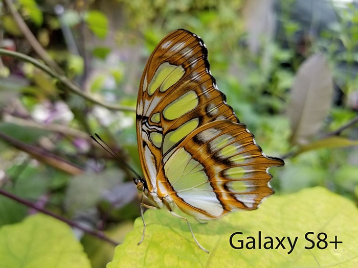 So sánh camera của Galaxy S8+ vs iPhone 7 Plus 9