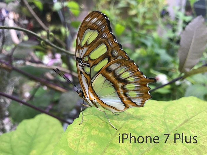 So sánh camera của Galaxy S8+ vs iPhone 7 Plus 10