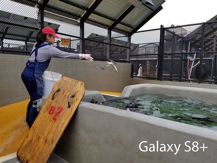 So sánh camera của Galaxy S8+ vs iPhone 7 Plus 11