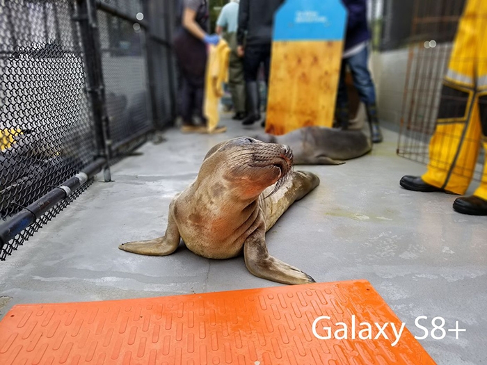 So sánh camera của Galaxy S8+ vs iPhone 7 Plus 13