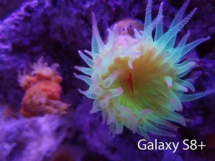 So sánh camera của Galaxy S8+ vs iPhone 7 Plus 19