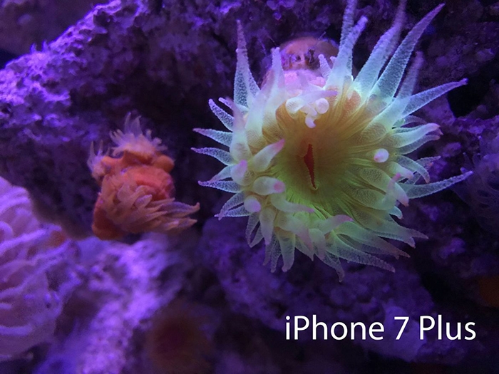 So sánh camera của Galaxy S8+ vs iPhone 7 Plus 20