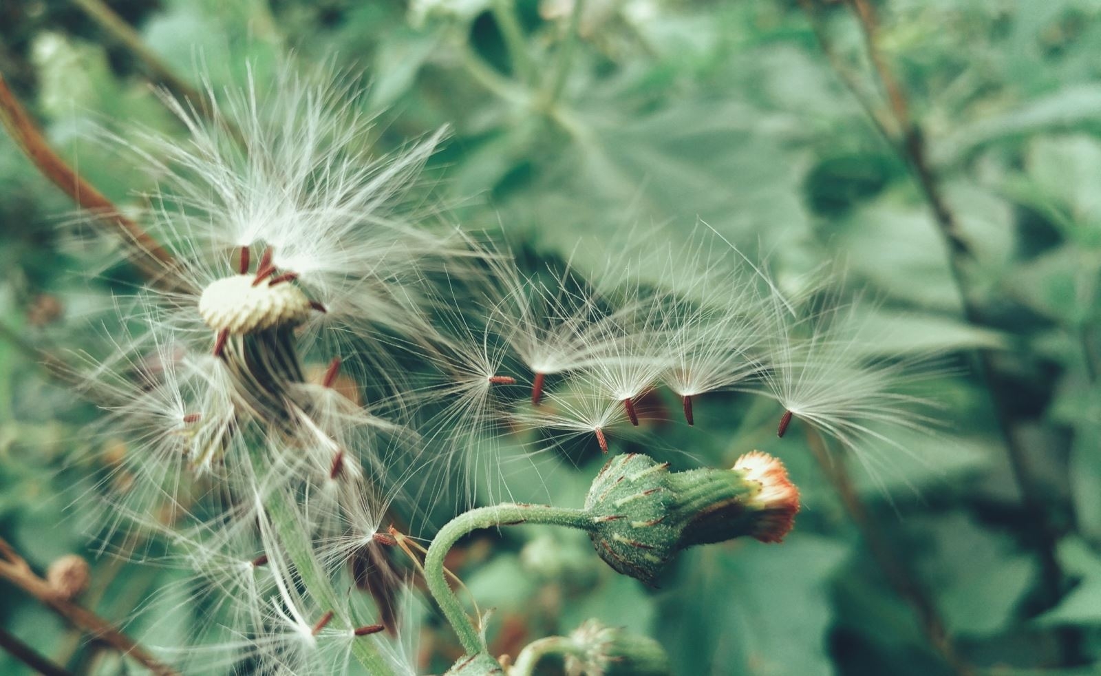 Hướng dẫn mẹo chụp và chỉnh sửa ảnh đẹp trên smartphone