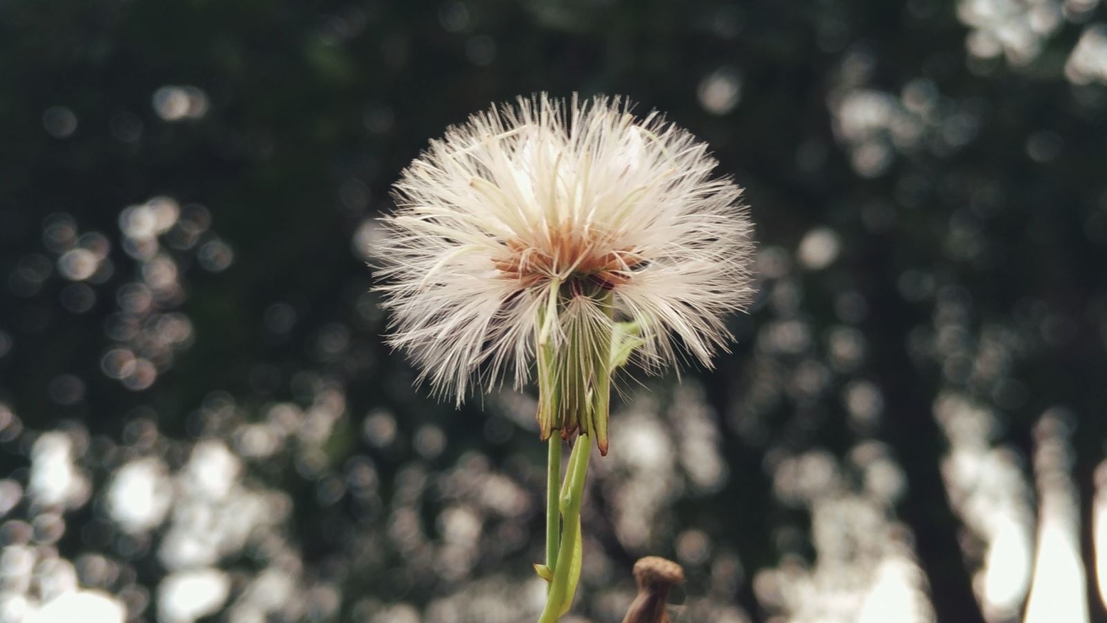 Hướng dẫn mẹo chụp và chỉnh sửa ảnh đẹp trên smartphone