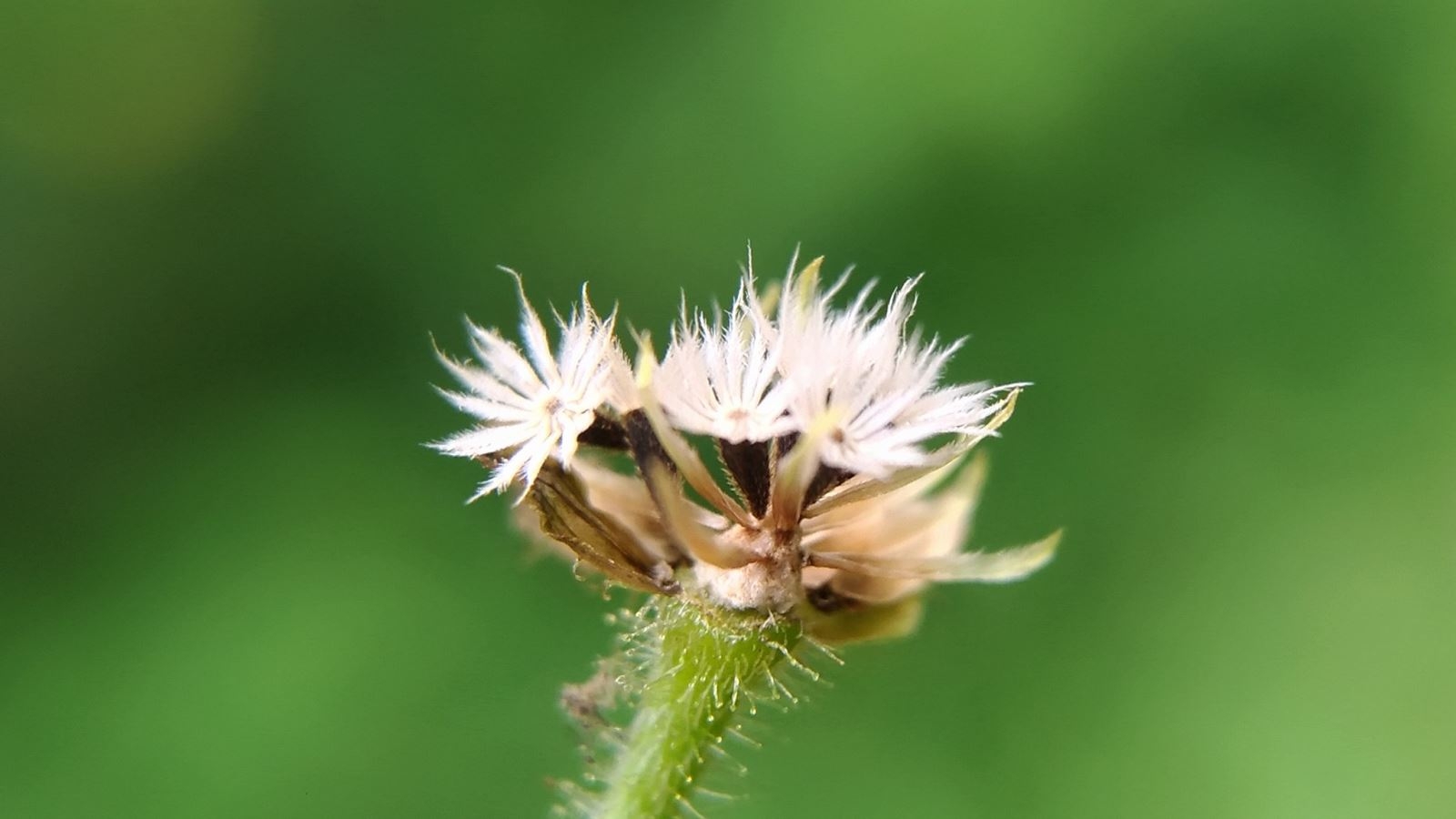 Hướng dẫn mẹo chụp và chỉnh sửa ảnh đẹp trên smartphone