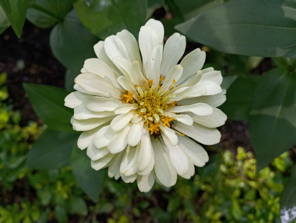 Đánh giá camera MEIZU Pro 7 (ảnh 7)