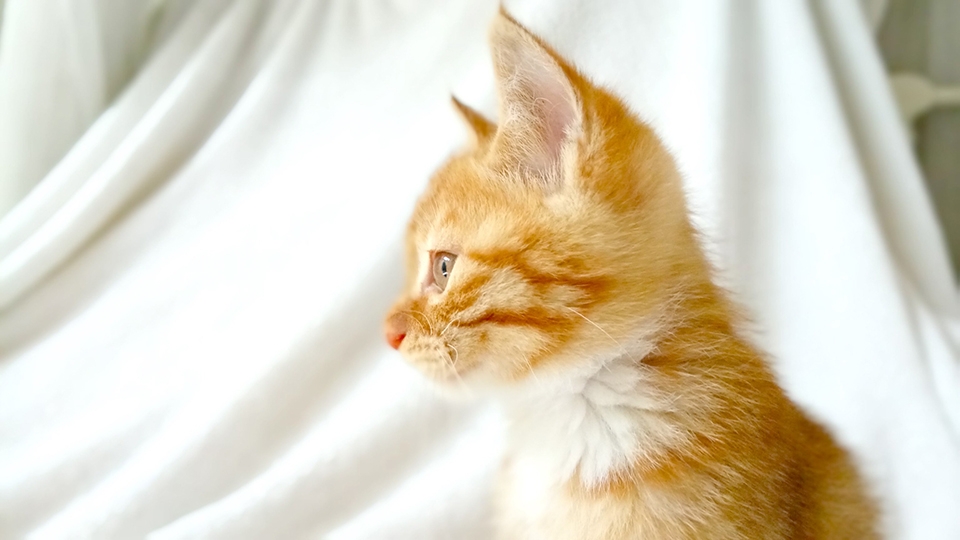 Loạt hình ảnh chụp thực tế của Xiaomi Redmi Pro Loạt hình ảnh chụp thực tế của Xiaomi Redmi Pro