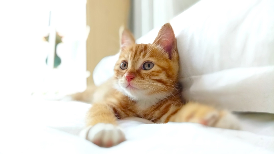 Loạt hình ảnh chụp thực tế của Xiaomi Redmi Pro Loạt hình ảnh chụp thực tế của Xiaomi Redmi Pro