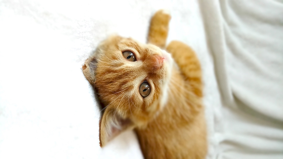 Loạt hình ảnh chụp thực tế của Xiaomi Redmi Pro Loạt hình ảnh chụp thực tế của Xiaomi Redmi Pro