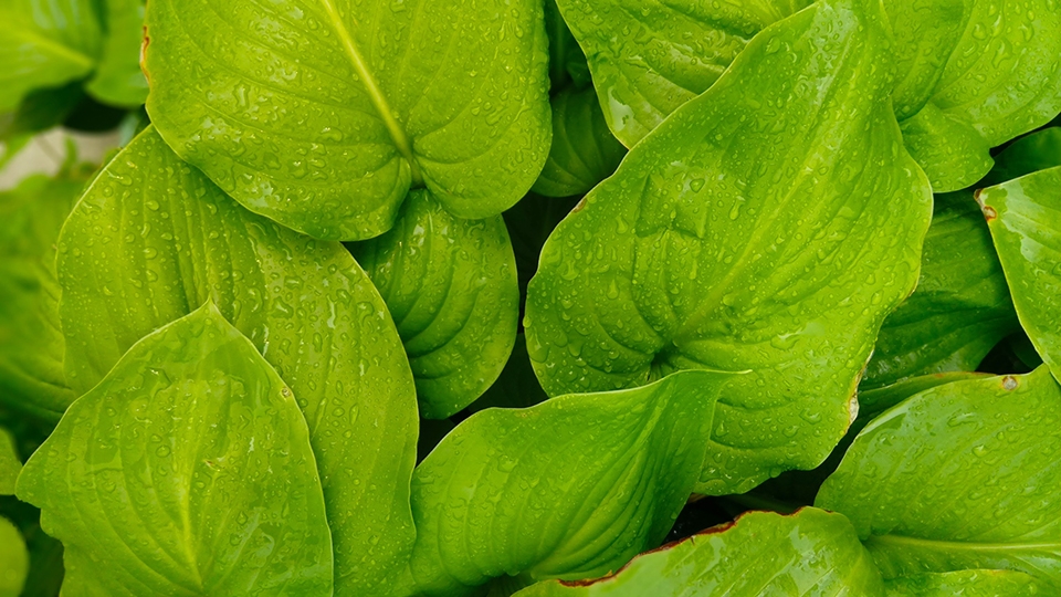 Loạt hình ảnh chụp thực tế của Xiaomi Redmi Pro Loạt hình ảnh chụp thực tế của Xiaomi Redmi Pro