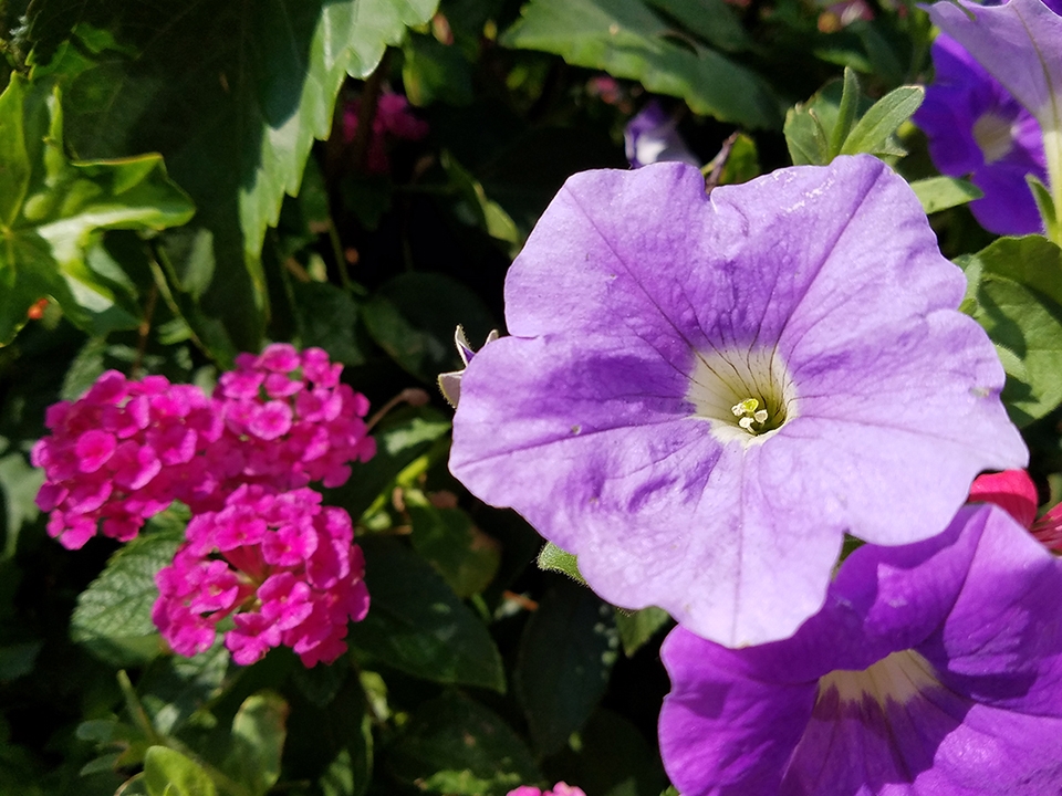 So sánh camera sau của OnePlus 3 và Samsung galaxy S7/S7 Edge So sánh camera sau của OnePlus 3 và Samsung galaxy S7/S7 Edge