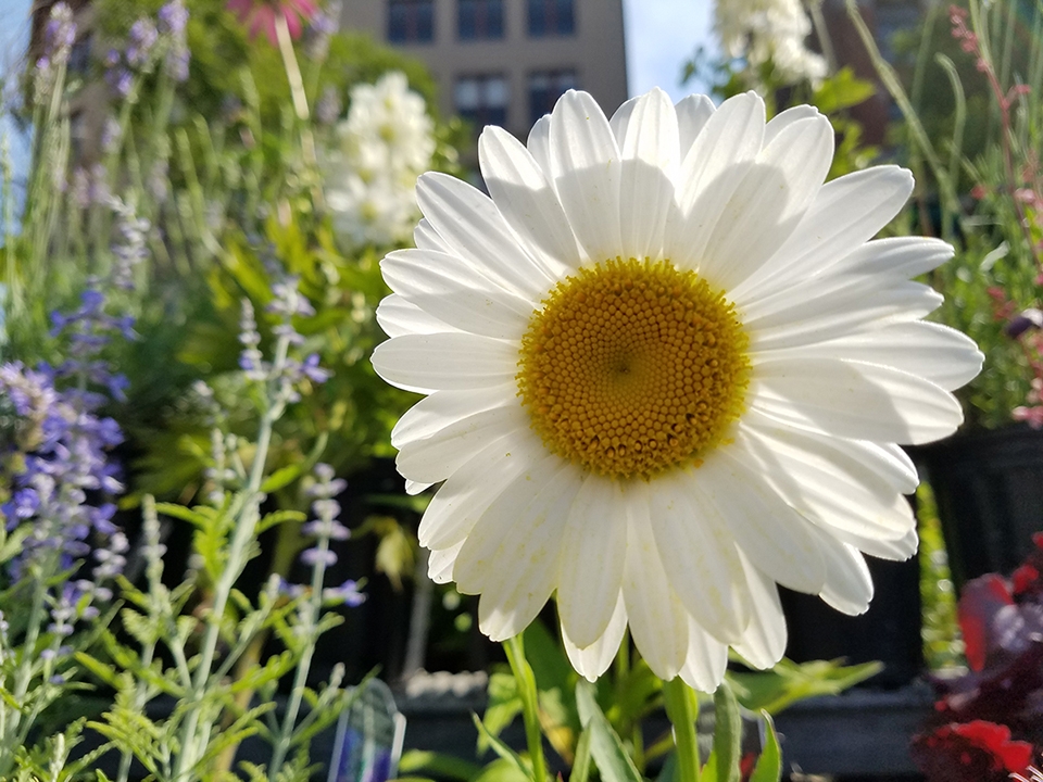 So sánh camera sau của OnePlus 3 và Samsung galaxy S7/S7 Edge So sánh camera sau của OnePlus 3 và Samsung galaxy S7/S7 Edge