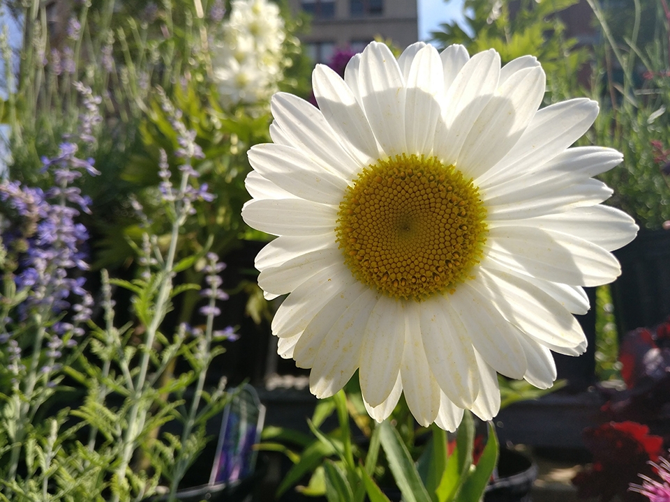 So sánh camera sau của OnePlus 3 và Samsung galaxy S7/S7 Edge So sánh camera sau của OnePlus 3 và Samsung galaxy S7/S7 Edge