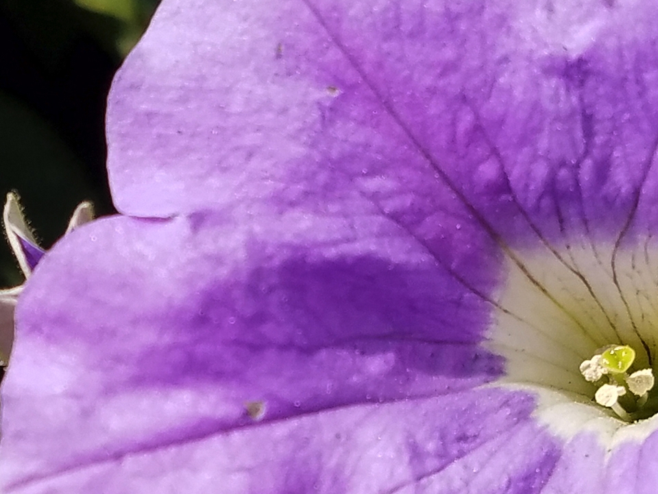 So sánh camera sau của OnePlus 3 và Samsung galaxy S7/S7 Edge So sánh camera sau của OnePlus 3 và Samsung galaxy S7/S7 Edge