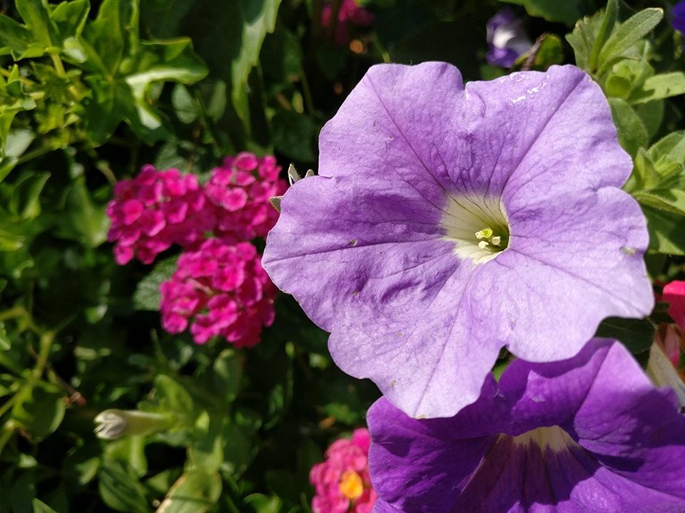 So sánh camera sau của OnePlus 3 và Samsung galaxy S7/S7 Edge