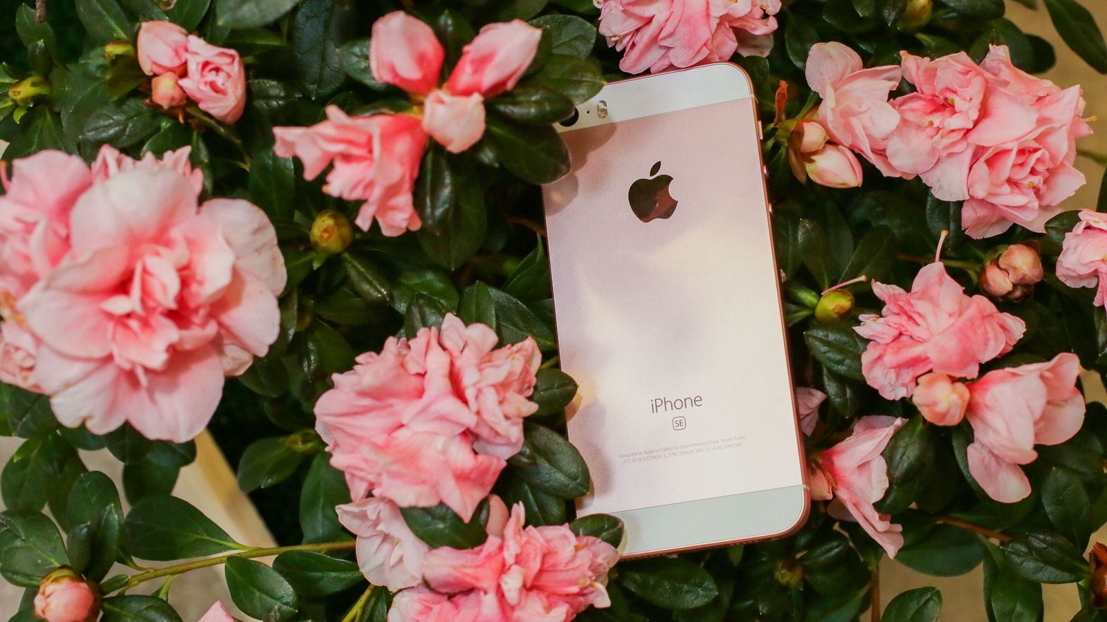 Bật mí thời điểm ra mắt của iPhone SE 2