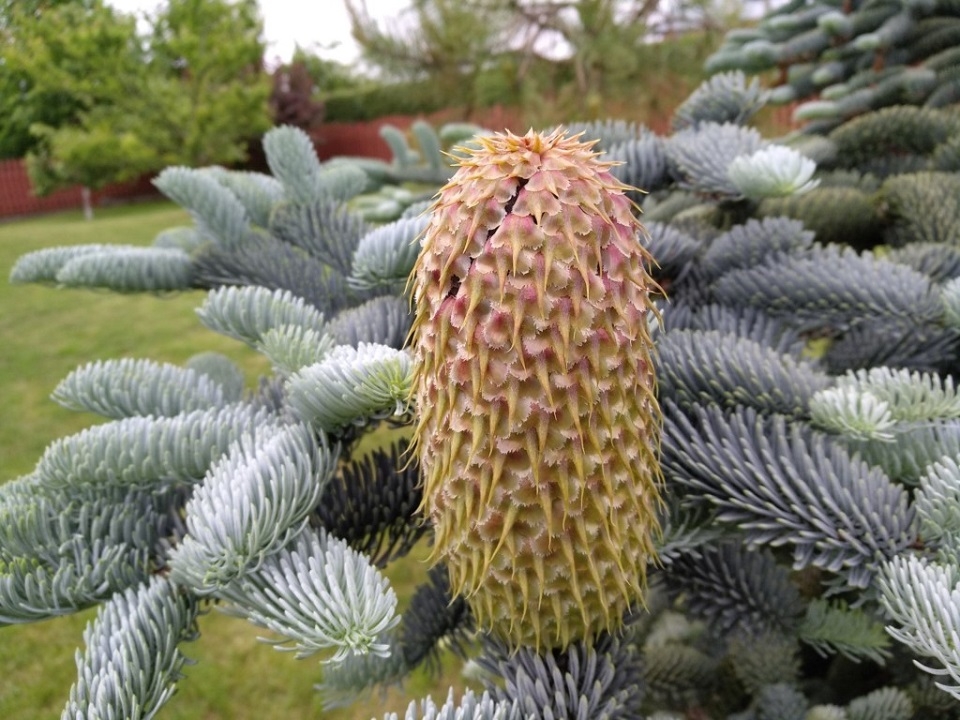 Đánh giá Xiaomi Mi Max 2: Màn hình lớn, pin khủng 9