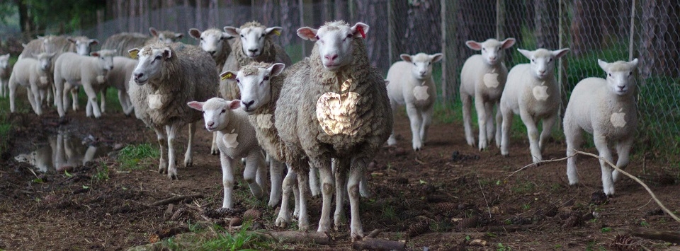 iFan bị gọi là Sheeple