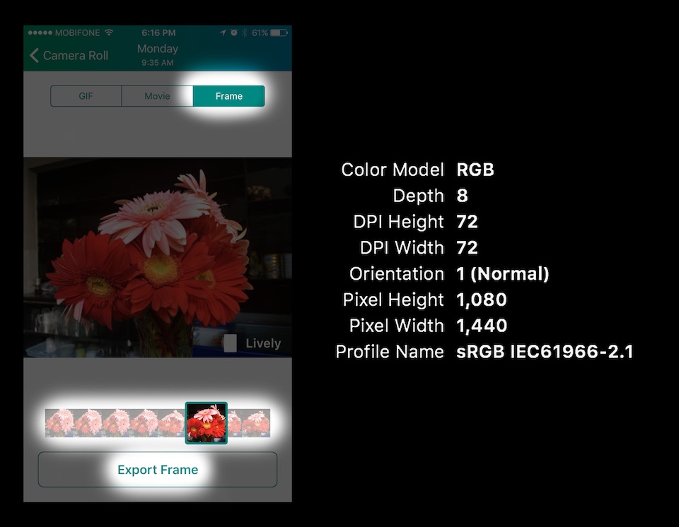 Lively: Ứng dụng chuyển đổi Live Photos thành video hoặc ảnh GIF